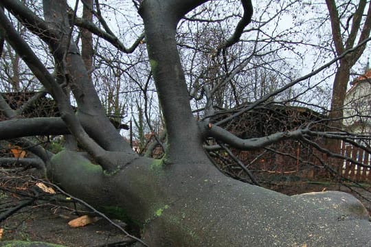 In Wernigerode in Sachsen Anhalt ist ein Baum umgestürzt