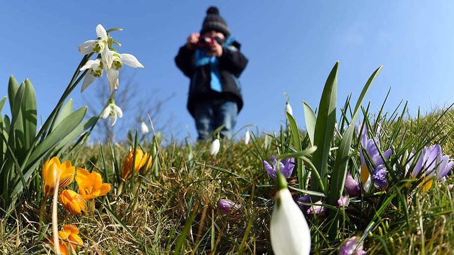 Osterblümchen im Februar - da staunen die Gäste im Botanischen Garten Karlsruhe