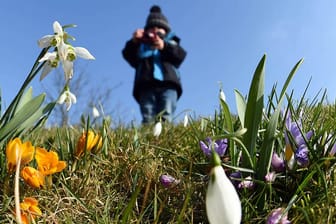 Osterblümchen im Februar - da staunen die Gäste im Botanischen Garten Karlsruhe