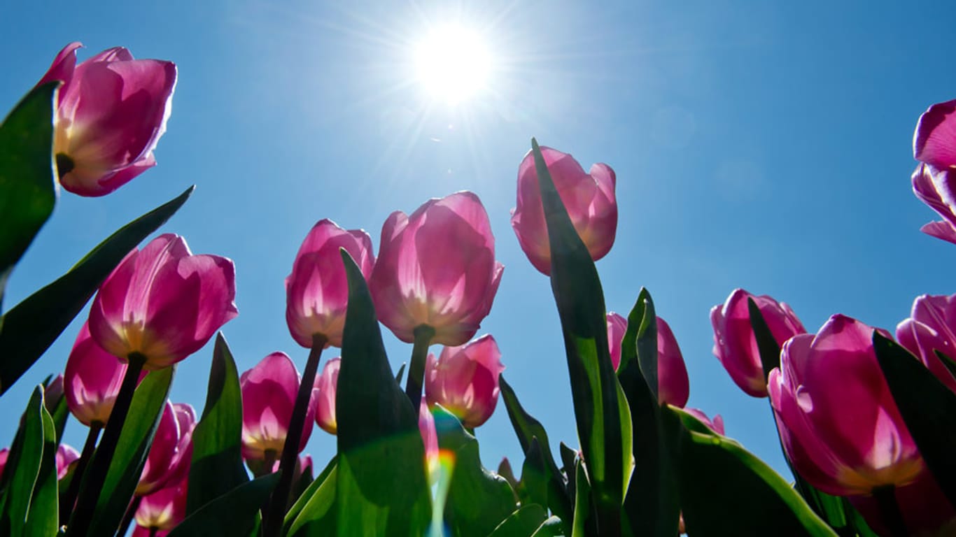 Tulpen recken ihre Köpfe in die Sonne: Die macht sich ab dem Wochenende rar.