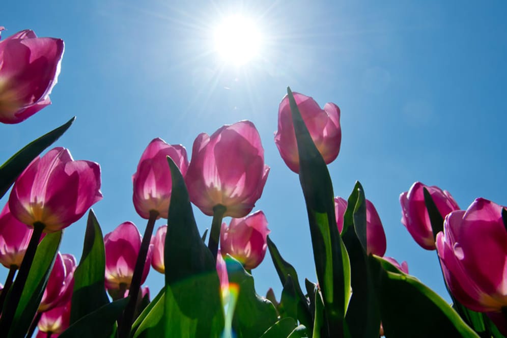 Tulpen recken ihre Köpfe in die Sonne: Die macht sich ab dem Wochenende rar.