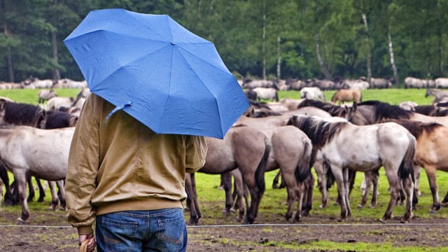 Trübes Wetter für Mensch und Tier statt Sonnenschein: So sieht die nächste Woche bei uns aus. Trübes Wetter für Mensch und Tier statt Sonnenschein: So sieht die nächste Woche bei uns aus.