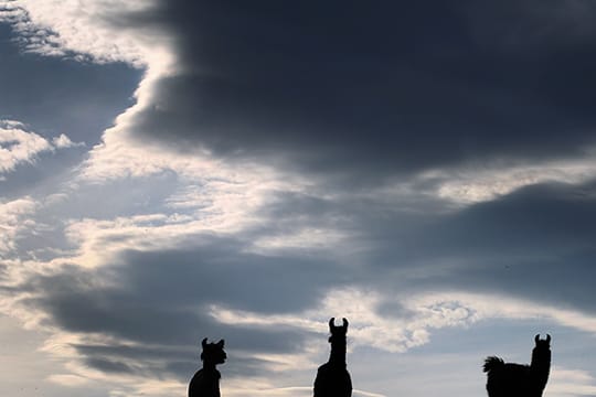 Lamas beim Grasen in Kaufbeuren: Nur ganz im Süden wird es richtig schön.