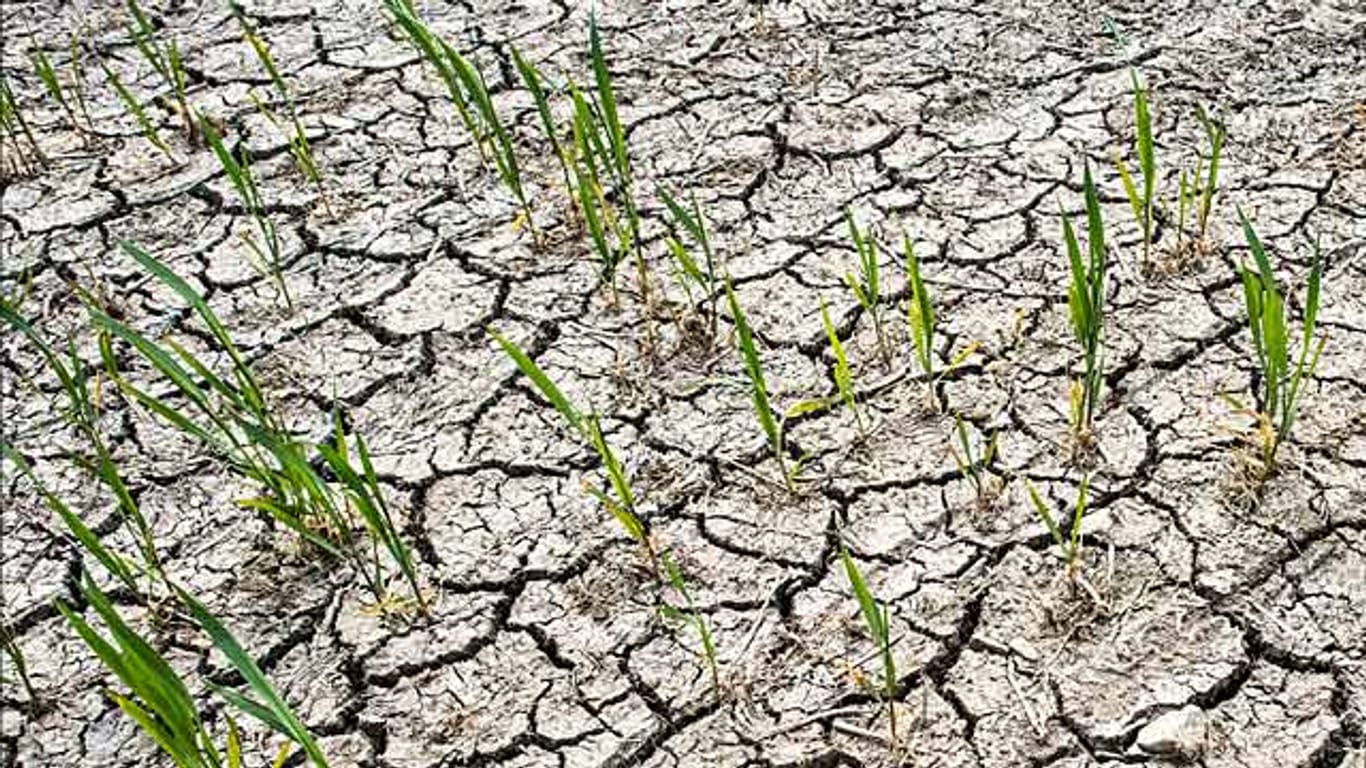 Dürre pur: Völlig ausgetrocknet ist der Ackerboden eines Feldes im Oderbruch nahe Neuranft in Brandenburg
