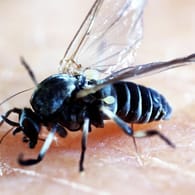 Kriebelmücke: Die Insekten stechen nicht, sondern raspeln.