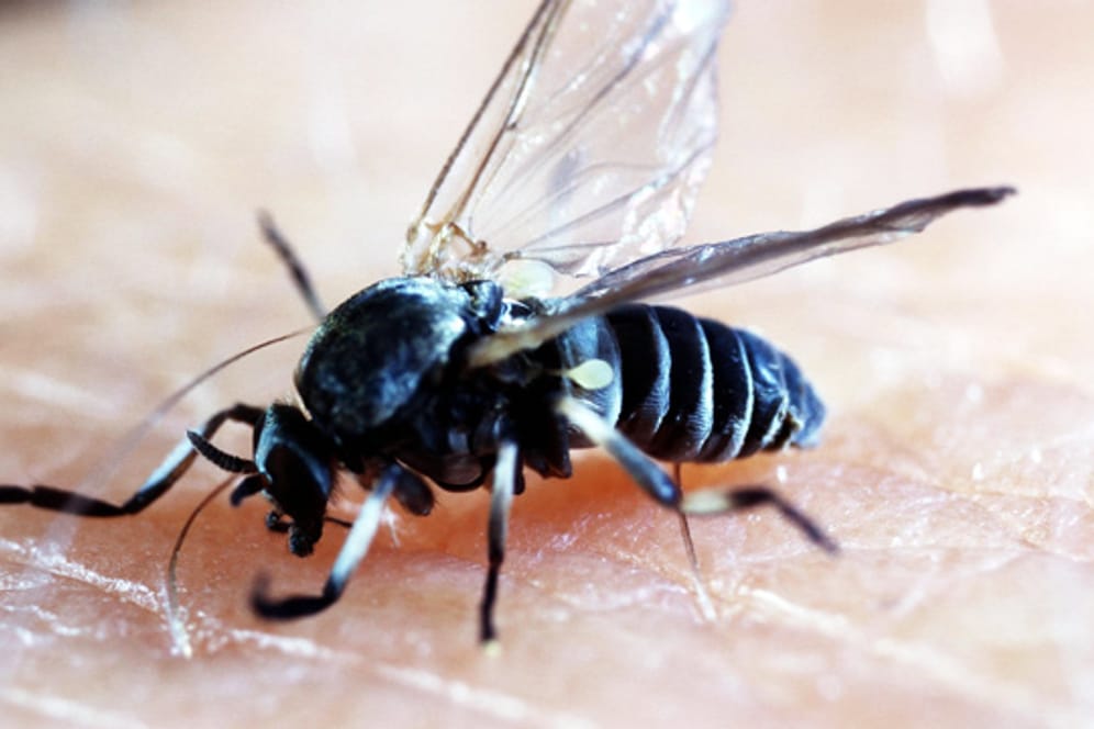 Kriebelmücke: Die Insekten stechen nicht, sondern raspeln.