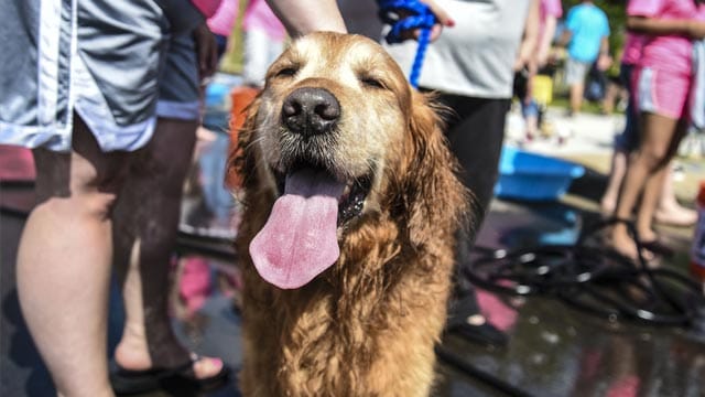 Außer Atem - auch Tiere leiden unter der extremen Hitze in diesem Jahr.