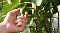 Feigenbaum pflanzen und pflegen – Tipps & Anleitung