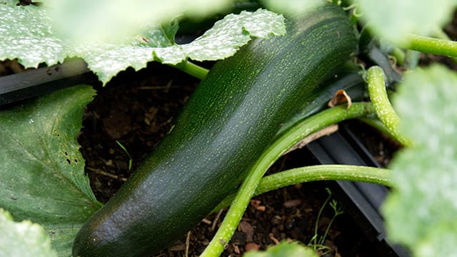 Schmecken Zucchini aus dem eigenen Garten bitter, sollte man sie nicht essen.