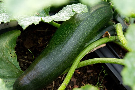 Schmecken Zucchini aus dem eigenen Garten bitter, sollte man sie nicht essen.