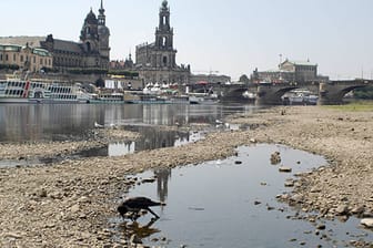 Niedrigwasser der Elbe in Dresden nach lang anhaltender Trockenheit: das Flussbett am Neustädter Ufer.