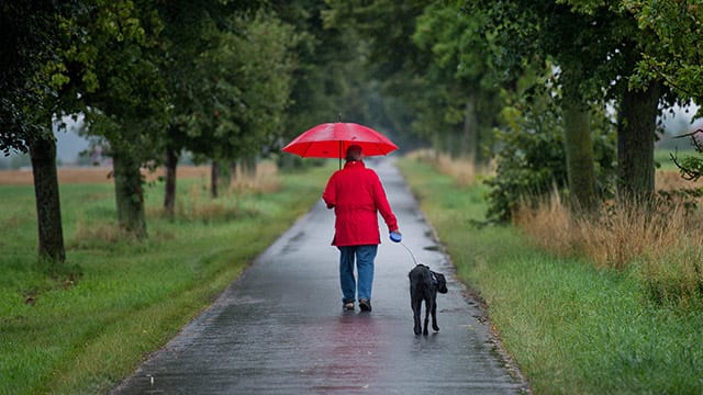 So kann schlechtes Wetter auch schön sein: Allee-Spaziergang bei Hannover.