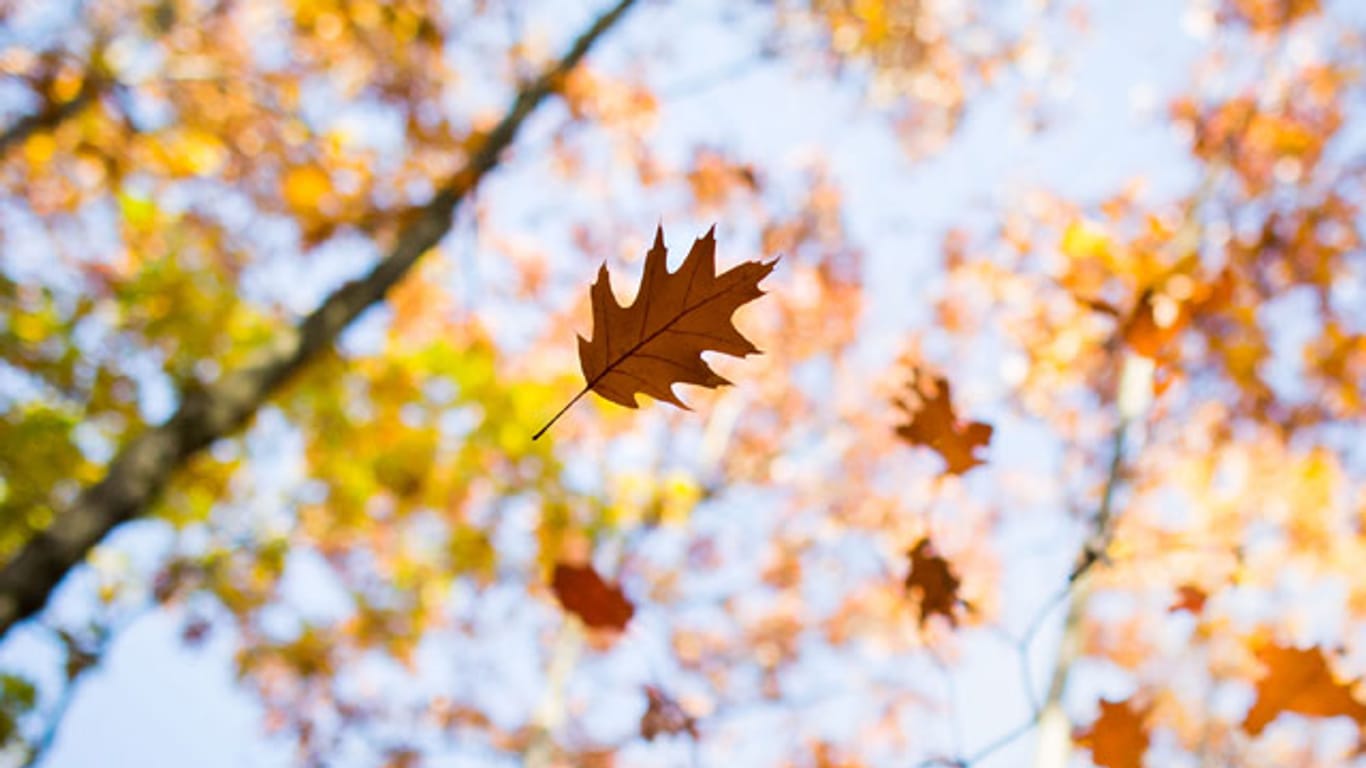 Herbstliche Farben im Sonnenschein: Der November zeigt sich in den kommenden Tagen von seiner schönen Seite.