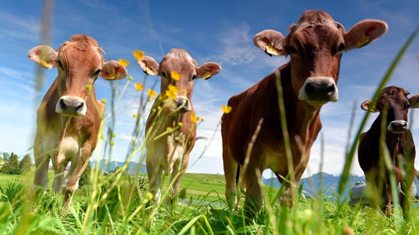 Kühe stehen auf einer Wiese im Ostallgäu. An Ostern rechnen die Meteorologen im Süden Deutschlands mit freundlichem Wetter.