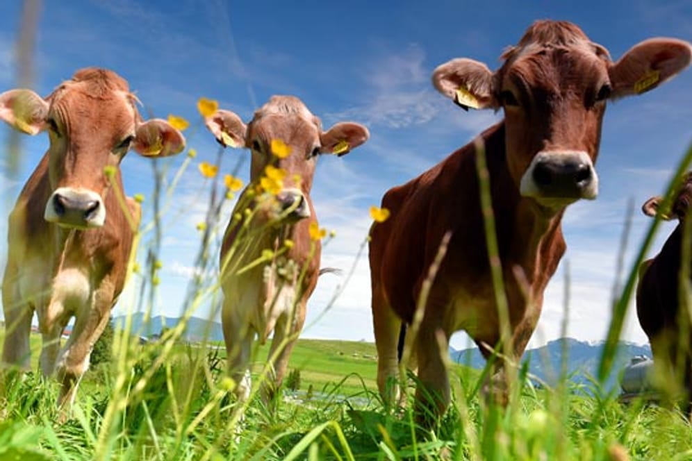 Kühe stehen auf einer Wiese im Ostallgäu. An Ostern rechnen die Meteorologen im Süden Deutschlands mit freundlichem Wetter.