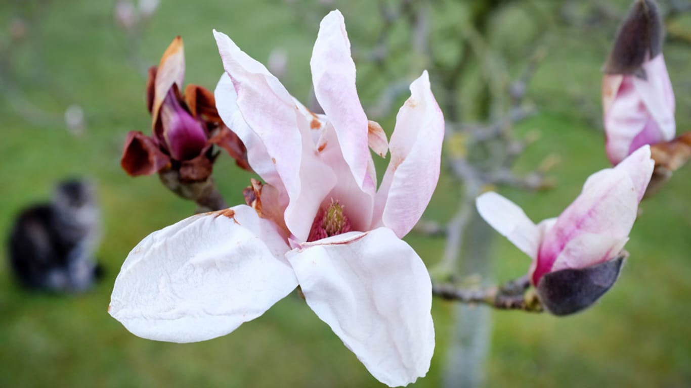 Die ersten Magnolien blühen schon - bald legt der Frühling dann richtig los.