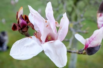 Die ersten Magnolien blühen schon - bald legt der Frühling dann richtig los.