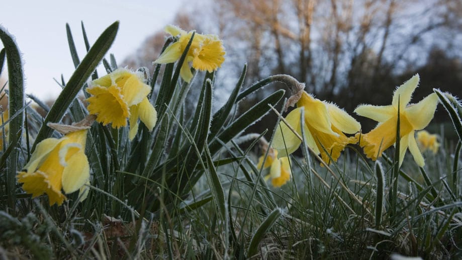 Osterglocken lassen bei Frost schon mal den Kopf hängen. Sie erholen sich aber wieder, wenn es warm wird. Osterglocken lassen bei Frost schon mal den Kopf hängen. Sie erholen sich aber wieder, wenn es warm wird.