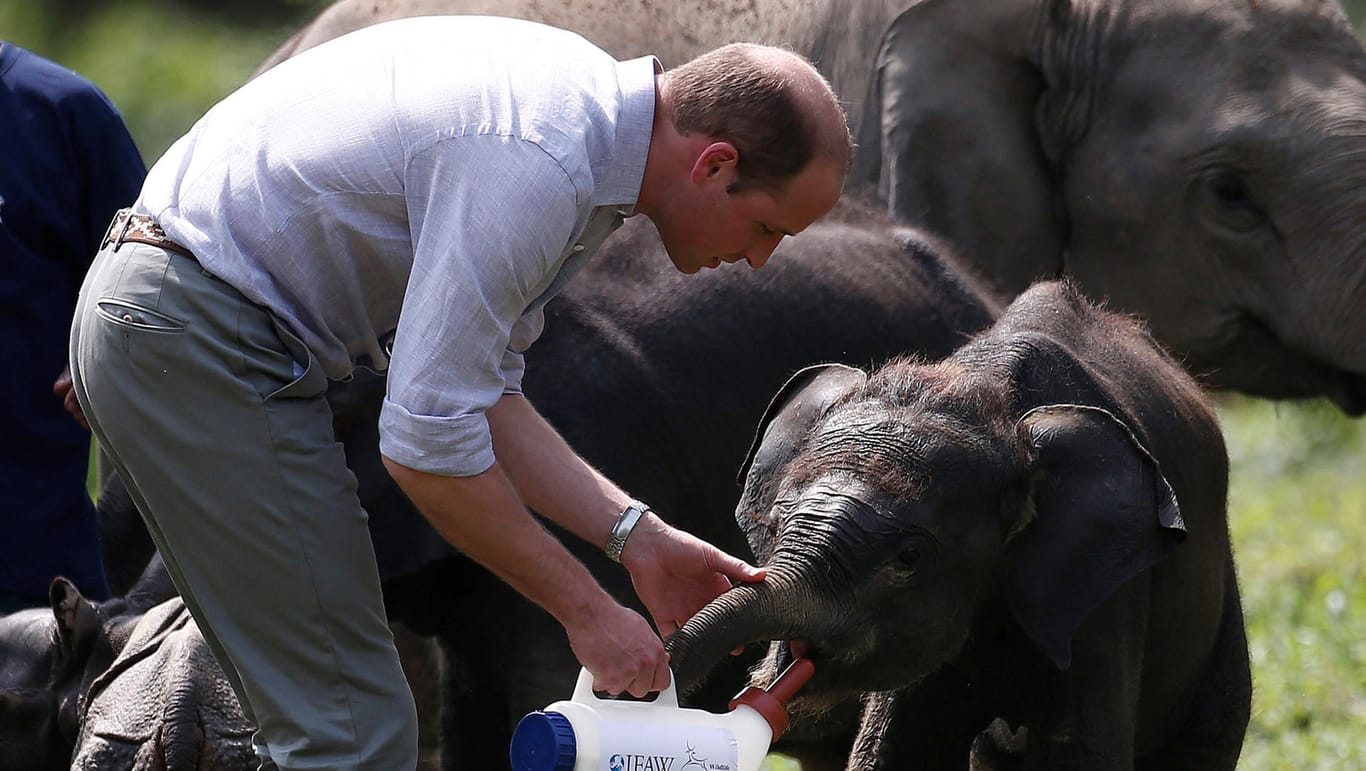 Prinz William kümmert sich liebevoll um ein Elefantenbaby.