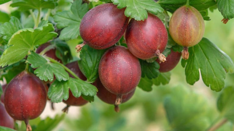Stachelbeere (Ribes uva-crispa): Es mag Früchte mit einem höheren Vitamingehalt geben, dennoch liegt sie im guten Mittelfeld.