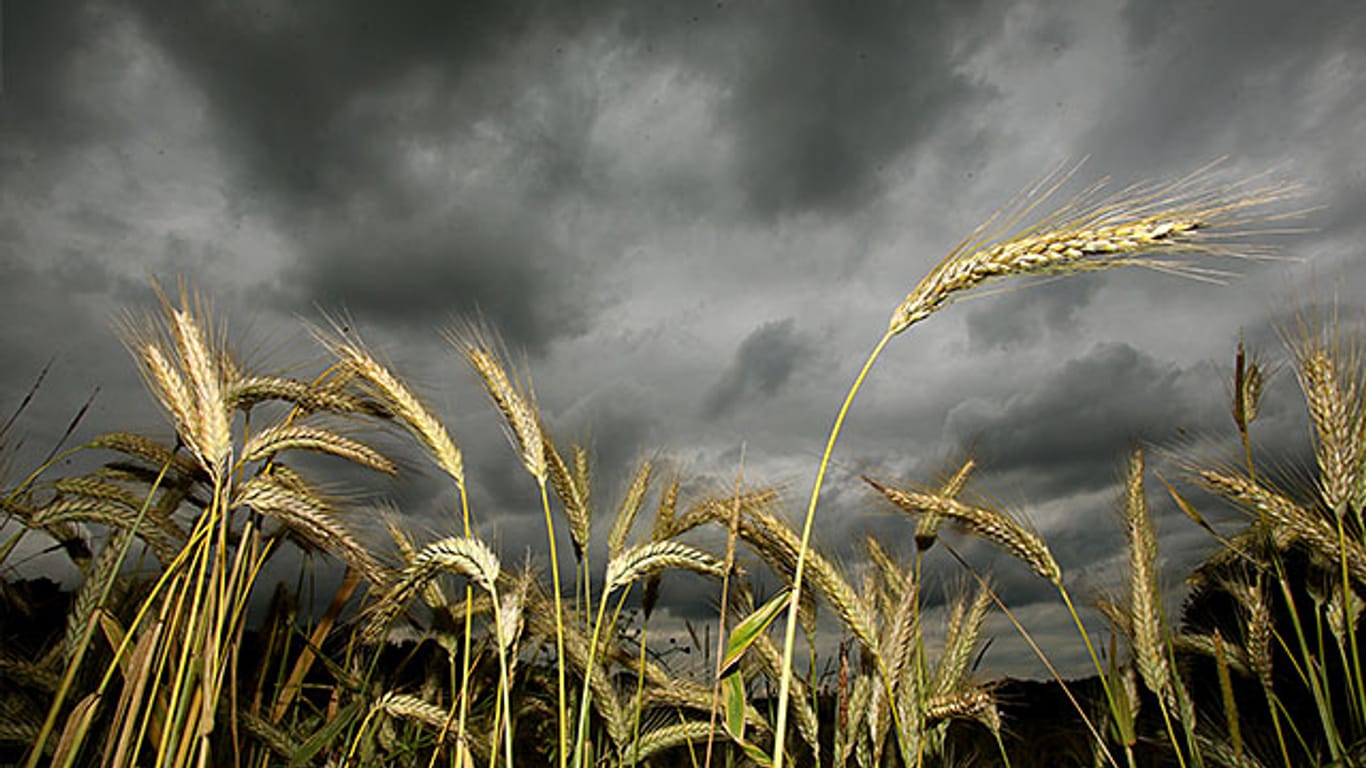 Dicke Regenwolken: Wegen des vielen Regens in den letzten Wochen starten die Landwirte in NRW später mit der Getreideernte.