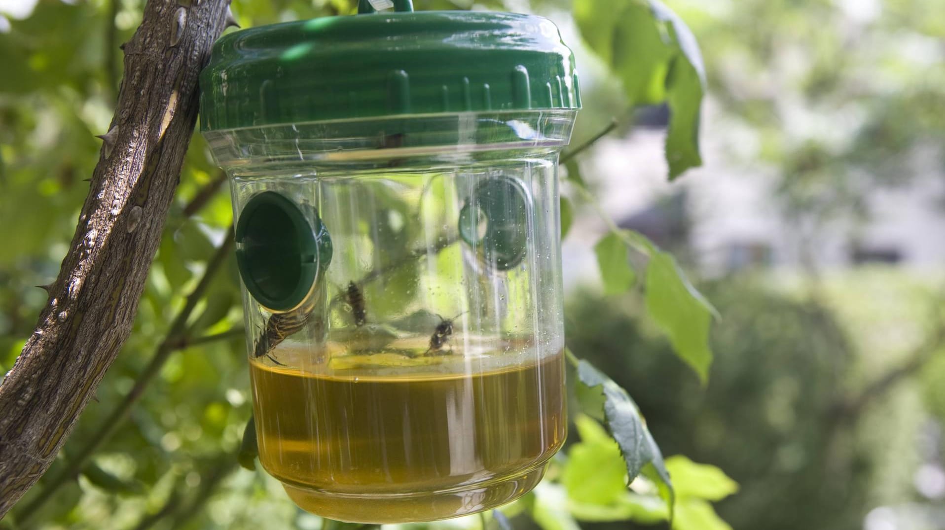 Lockfalle: Hier sterben Wespen und andere Insekten qualvoll.