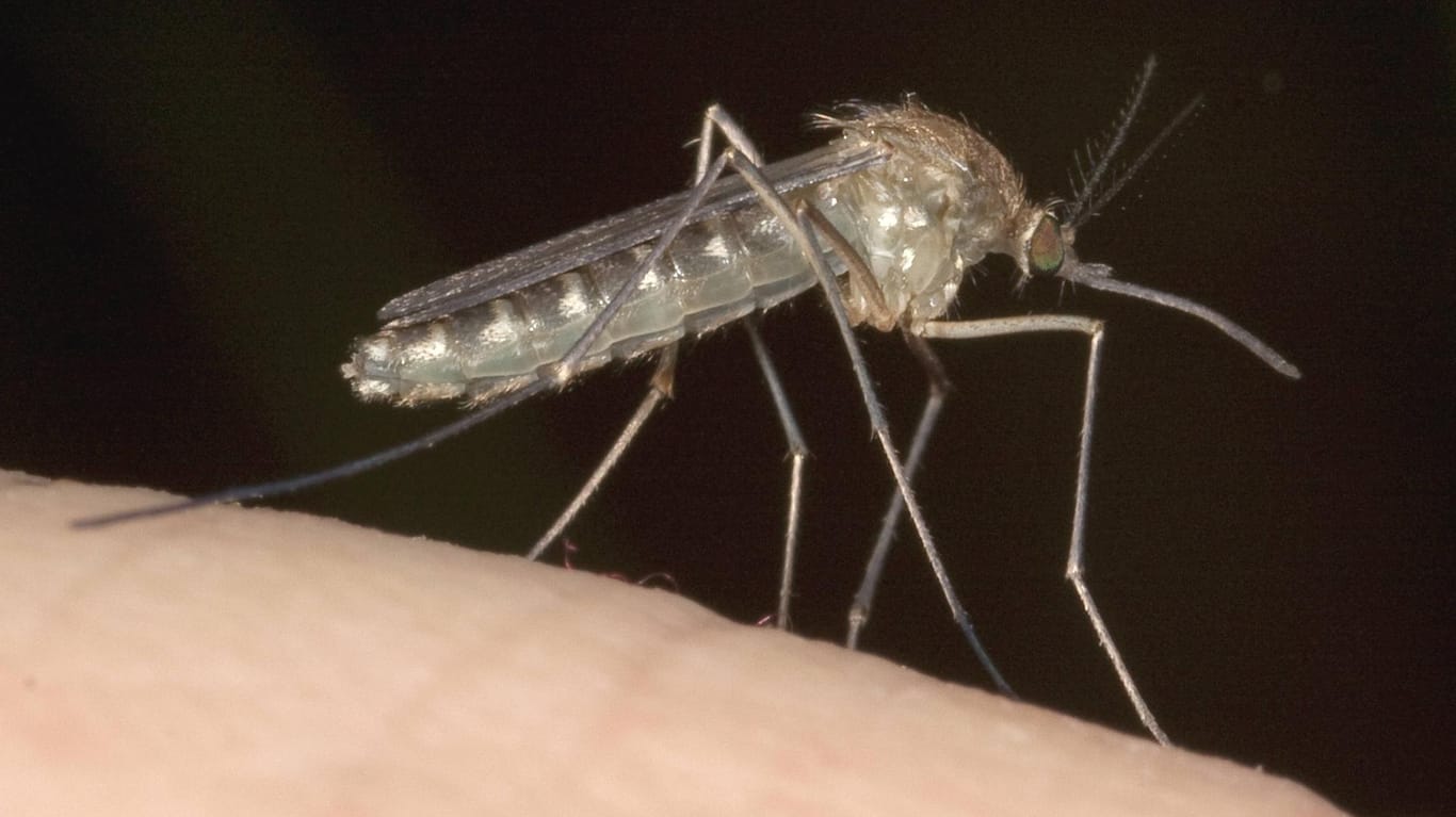 Mücke sitzt auf Haut: Gegen Mücken in Haus und Garten kann man etwas unternehmen.