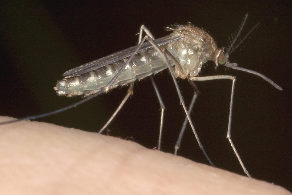 Mücke sitzt auf Haut: Gegen Mücken in Haus und Garten kann man etwas unternehmen.