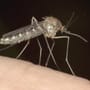 Fünf Tipps: So vertreiben und bekämpfen Sie Mücken