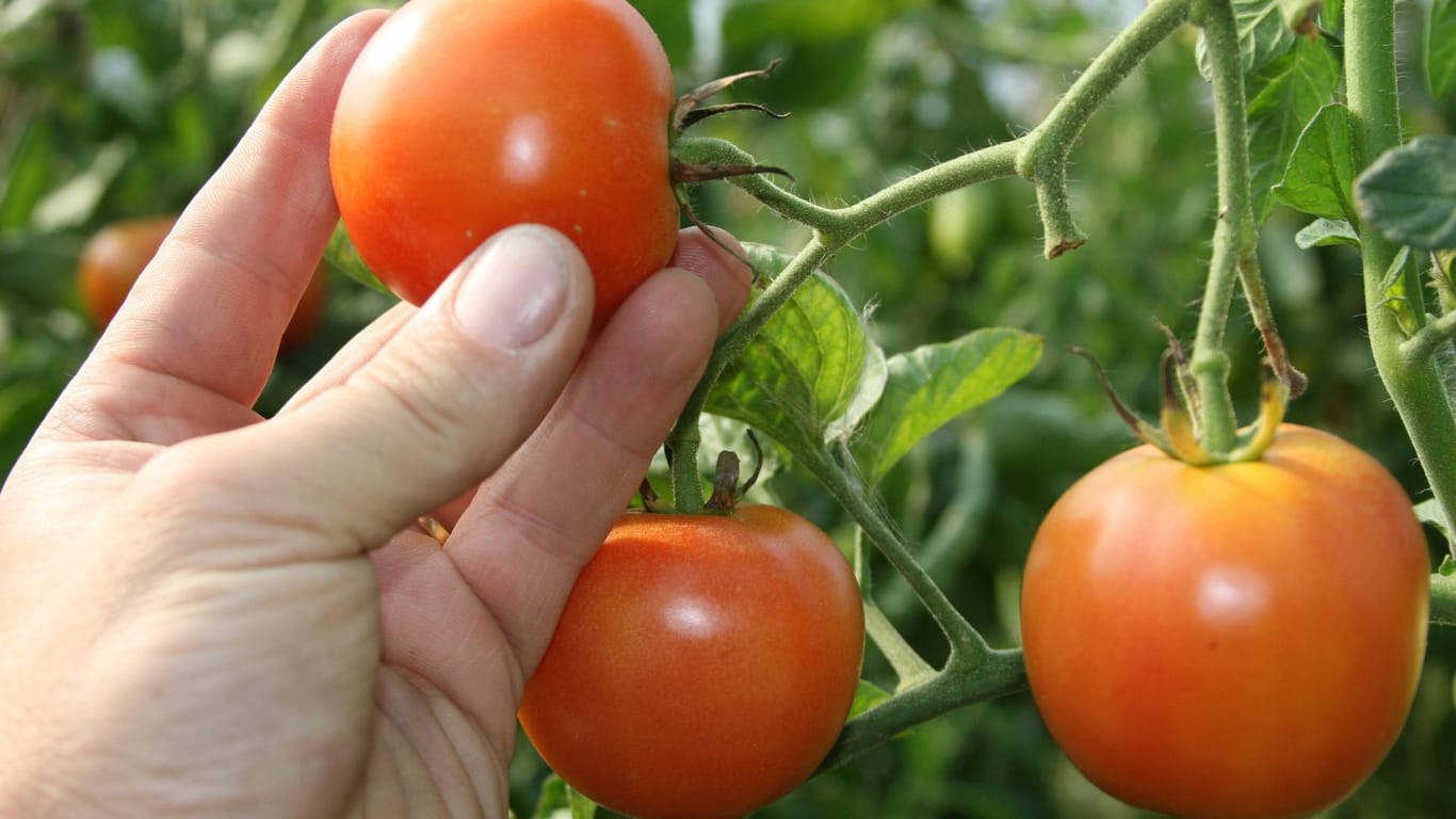 Tomaten: Durch das Wetter können Tomaten jetzt aufplatzen.