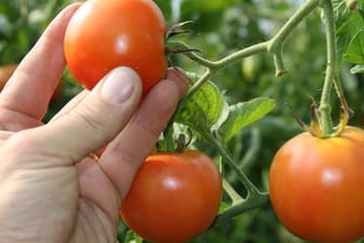 Tomaten: Durch das Wetter können Tomaten jetzt aufplatzen.