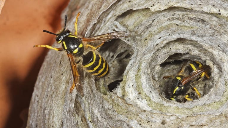 Wespen in ihrem Nest: In der Nähe des Hauses kann ein Wespennest sehr störend und gefährlich sein.
