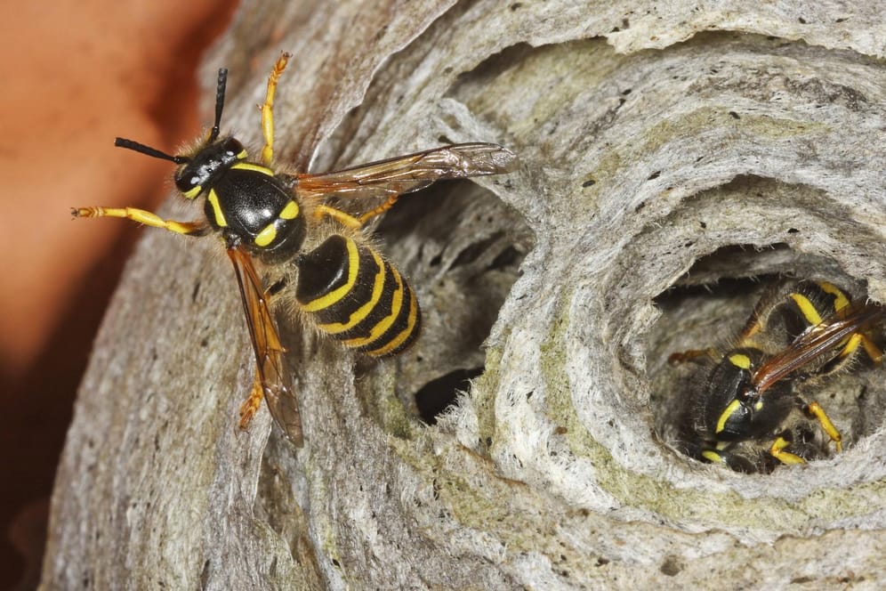 Wespen in ihrem Nest: In der Nähe des Hauses kann ein Wespennest sehr störend und gefährlich sein.
