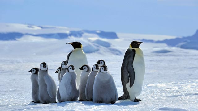 Kaiserpinguine in der Antarktis.