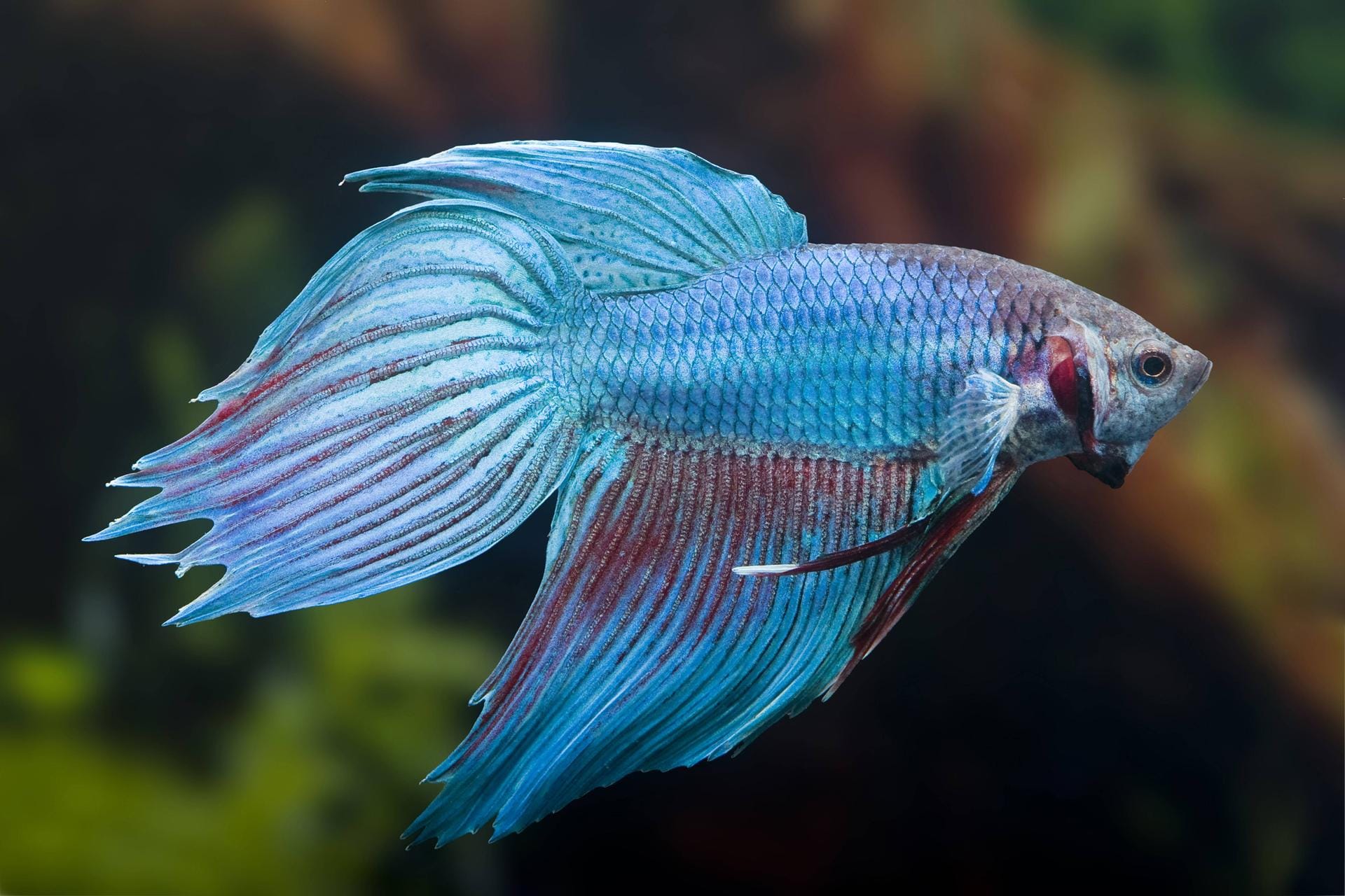 Der Kampffisch bringt Farbe ins heimische Aquarium – allerdings sollte es groß genug sein.