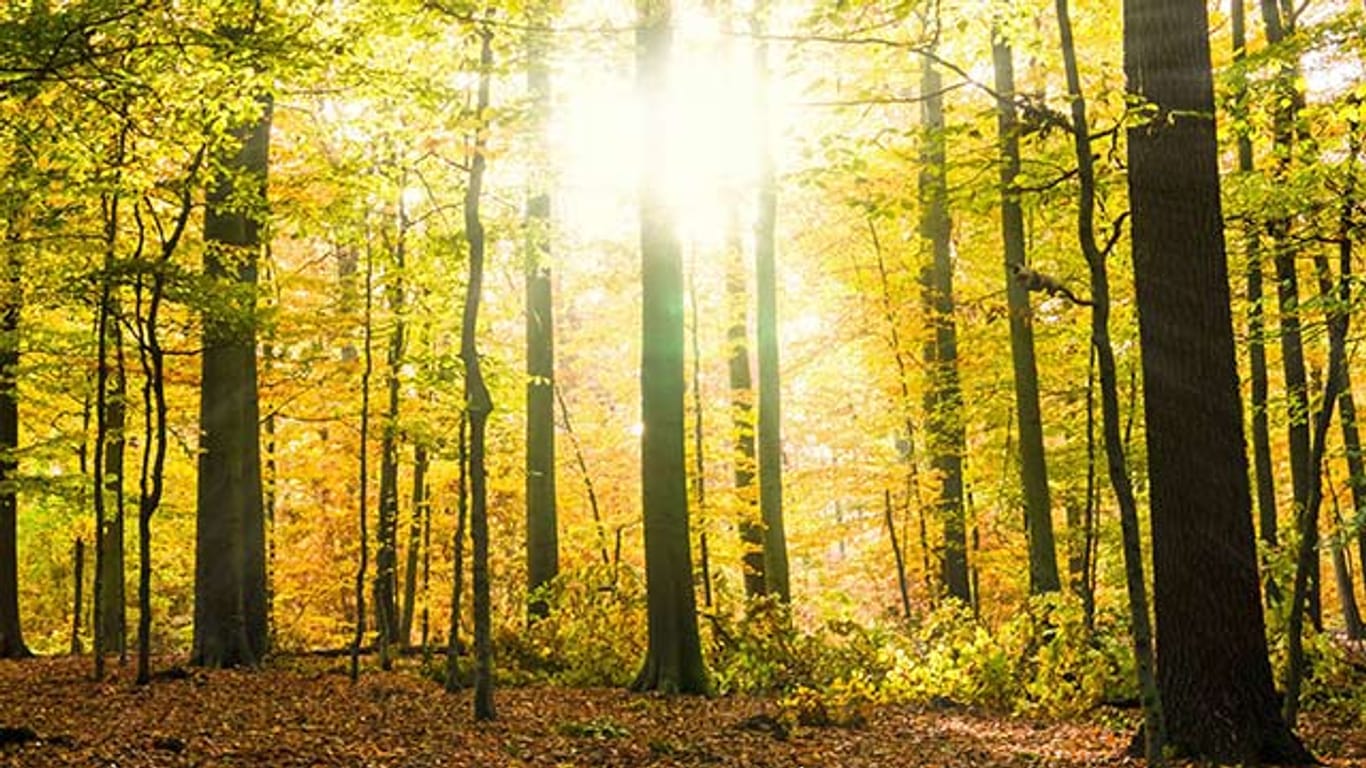 Der Spätsommer bringt viel Sonne.