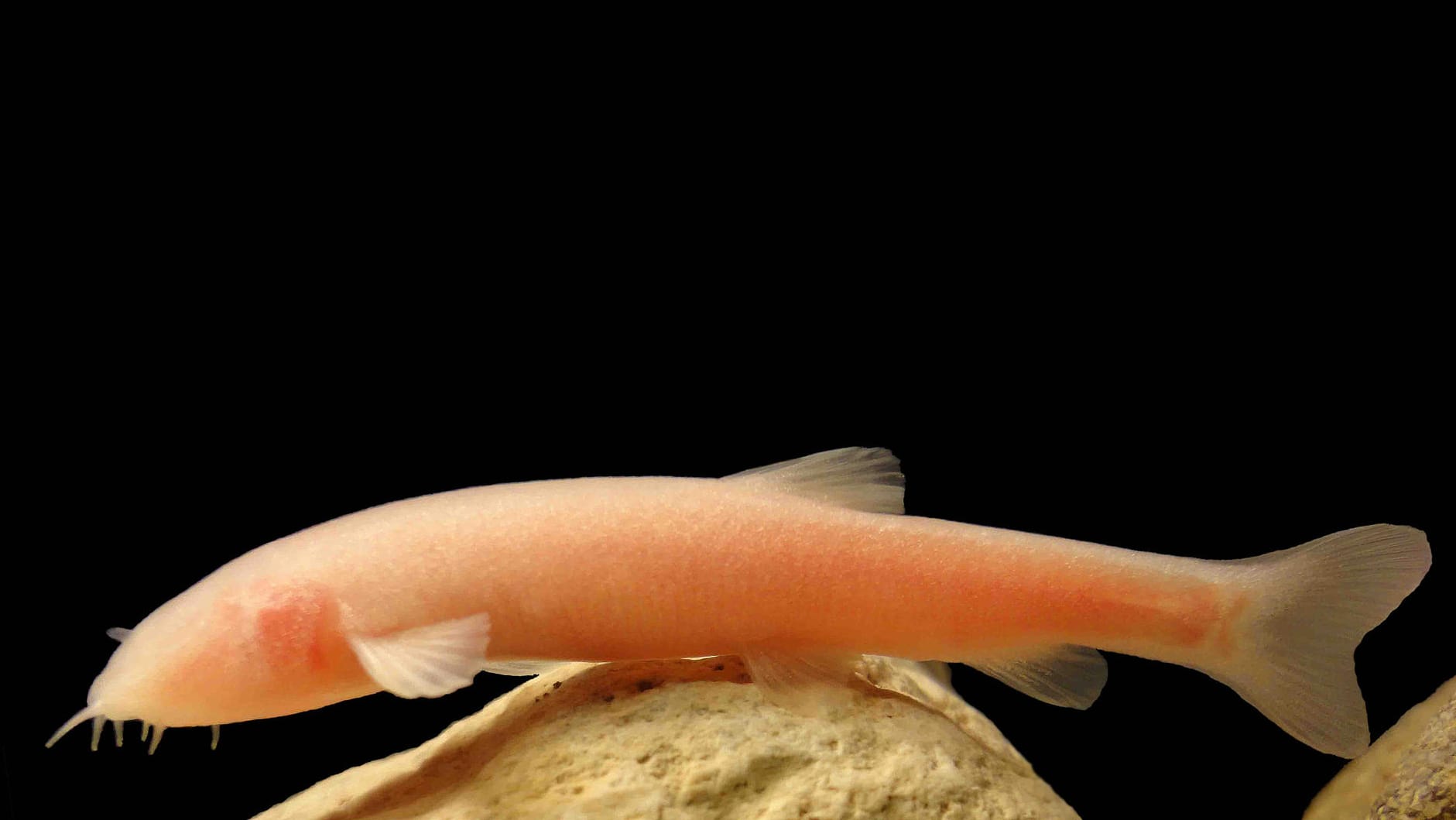Der neu entdeckte, etwa acht Zentimeter lange Blindfisch.