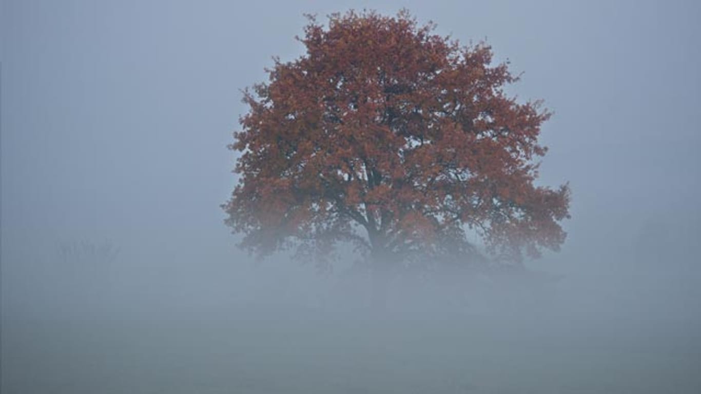 Ein Baum ragt aus dem Nebel empor.