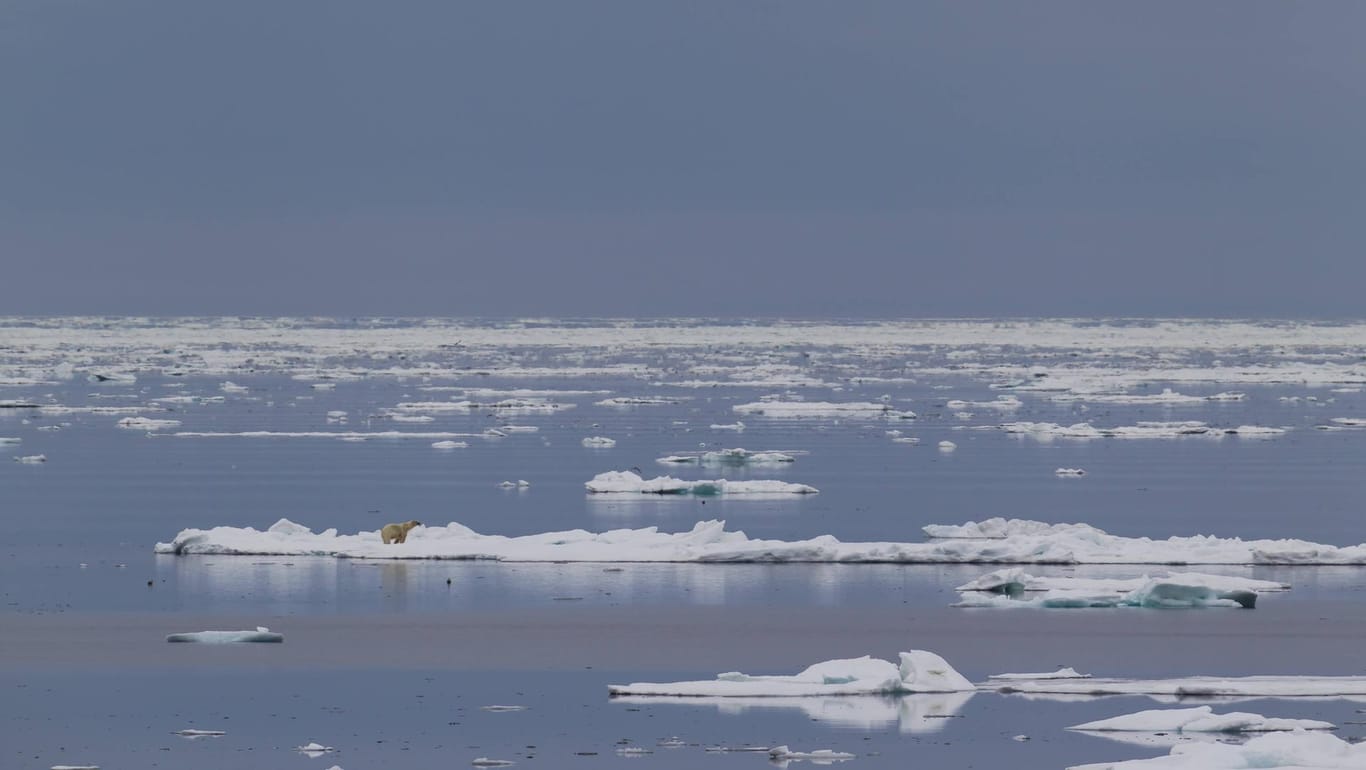 Am Nordpol wird das Eis immer dünner.
