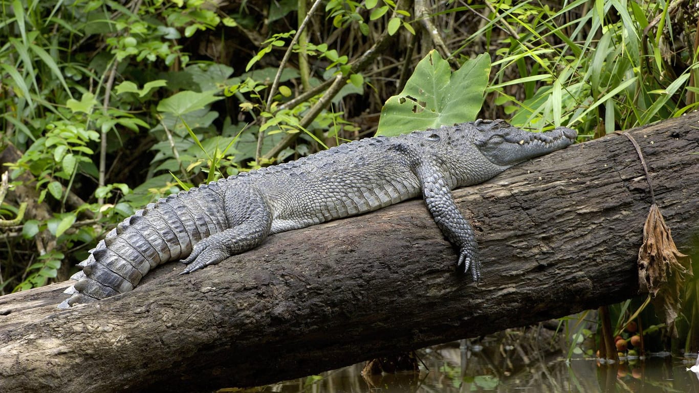 Khao-Yai-Nationalpark in Thailand: Eine Französin wurde bei einem Selfie-Versuch mit einem Krokodil verletzt.