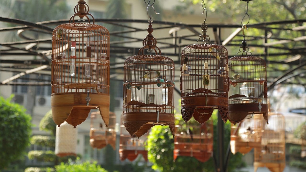 Im Volkspark Tao-Dan in Ho-Chi-Minh-Stadt können Touristen Ziervögel in Holzkäfigen bestaunen.