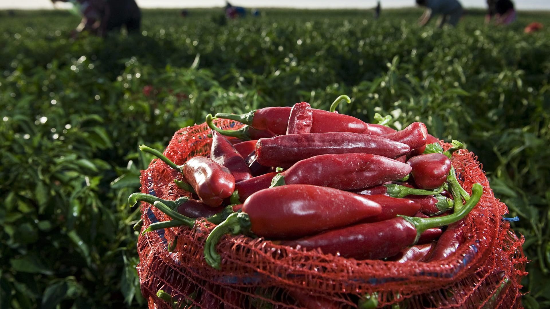 Ungarn Küche ist ohne Paprika nicht vorstellbar. Hier wird das Gewürz südlich von Budapest geerntet.