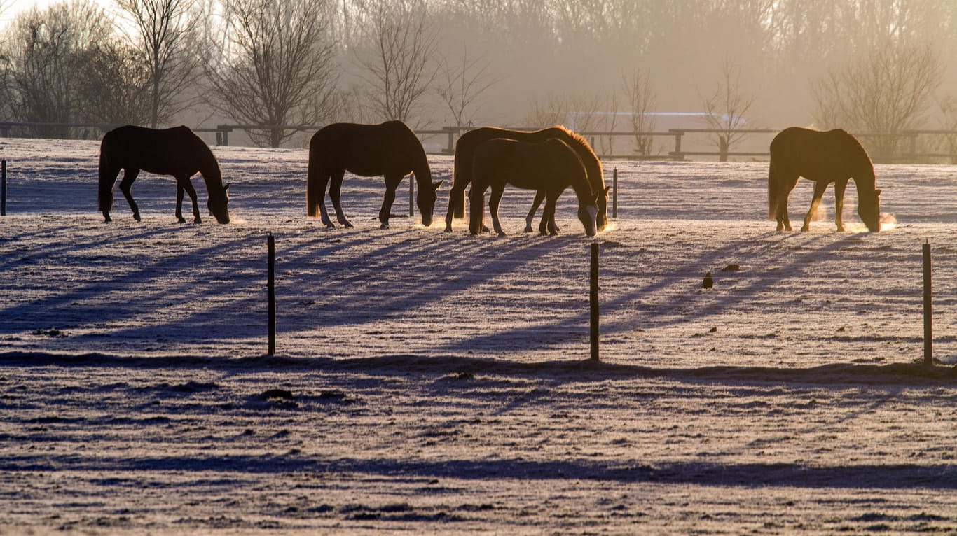 Pferde auf einer mit Eiskristallen bedeckten Weide am frühen Morgen in Nordrhein-Westfalen.