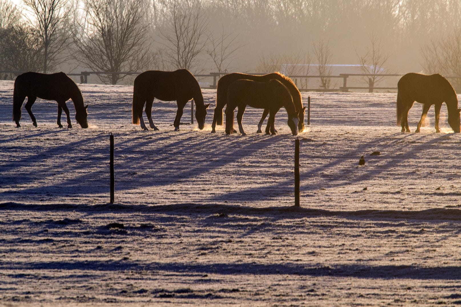 Pferde auf einer mit Eiskristallen bedeckten Weide am frühen Morgen in Nordrhein-Westfalen.