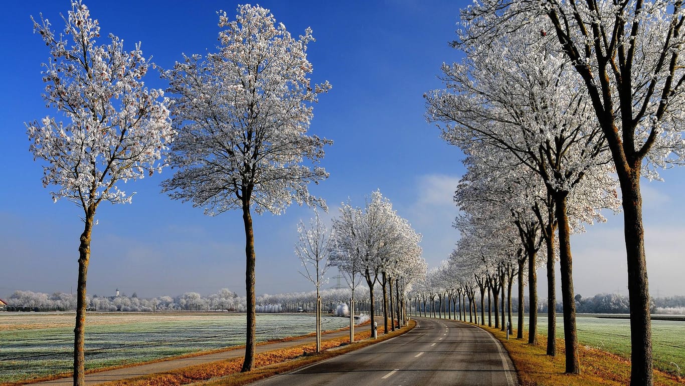 Allee mit Ahornbäumen westlich von Augsburg: Im Süden gibt es ein richtig schönes Winterwochenende.