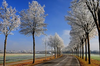 Allee mit Ahornbäumen westlich von Augsburg: Im Süden gibt es ein richtig schönes Winterwochenende.