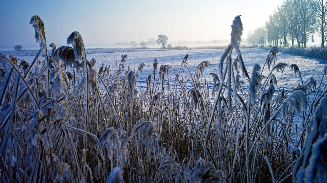 Raureif auf den Feldern und eine Sonne, die sich durch den Morgennebel kämpft - dieses Bild bleibt auch in den nächsten Tagen aktuell.