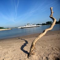 Der Rhein bei Köln: Durch den Klimawandel kommt es auch in Europa zunehmend zu Hitzewellen - mit entsprechenden Folgen.