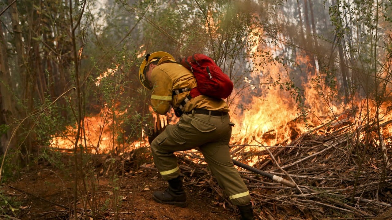 Um die Ausbreitung der Flammen zu verhindern, gräbt ein Feuerwehrmann in Florida, einer Gemeinde von Concepcion in Chile, eine Schneise. Um die Ausbreitung der Flammen zu verhindern, gräbt ein Feuerwehrmann in Florida, einer Gemeinde von Concepcion in Chile, eine Schneise.