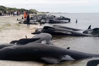 Gestrandete Grindwale liegen am Strand der Landzunge Farewell Spit.